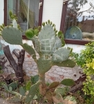 Sükösd 家庭别墅 8