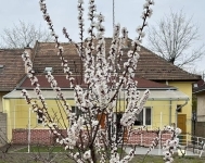 Budapest XV. kerület Duplex 9