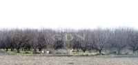 Kecskemét Tanya 9